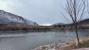 Bald eagle spotted soaring through the winter sky