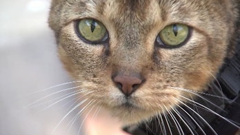 Alabama animal adoption center overrun during coronavirus pandemic after owners forced to surrender pets