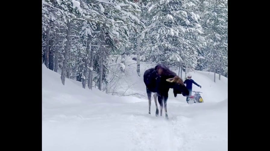 Moose rushes Idaho snowmobiler who jumps off just in time