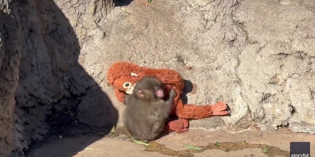 Young monkey abandoned at birth seeks comfort in stuffed toy after torment from others