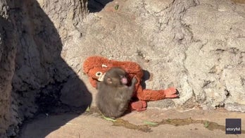 Young monkey abandoned at birth seeks comfort in stuffed toy after torment from others