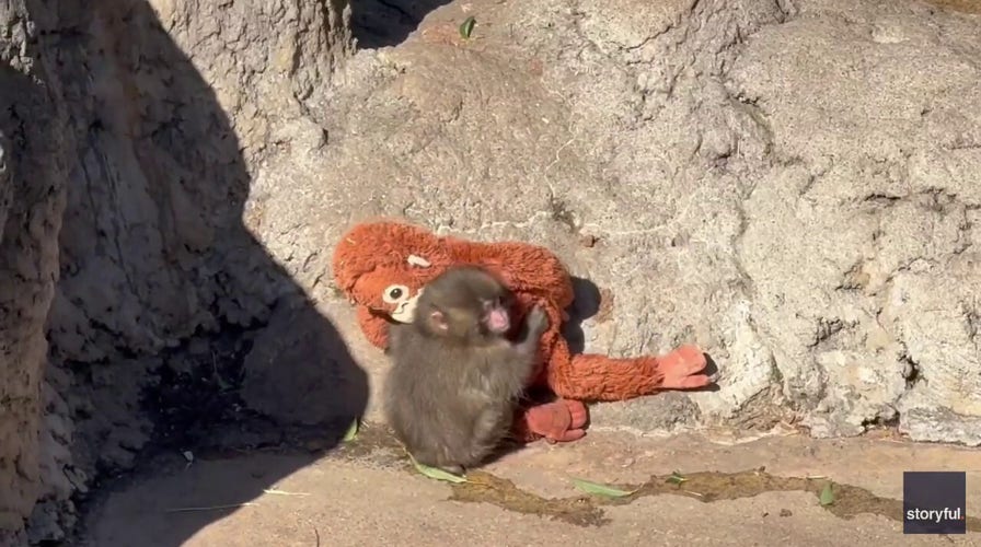 Young monkey abandoned at birth seeks comfort in stuffed toy after torment from others