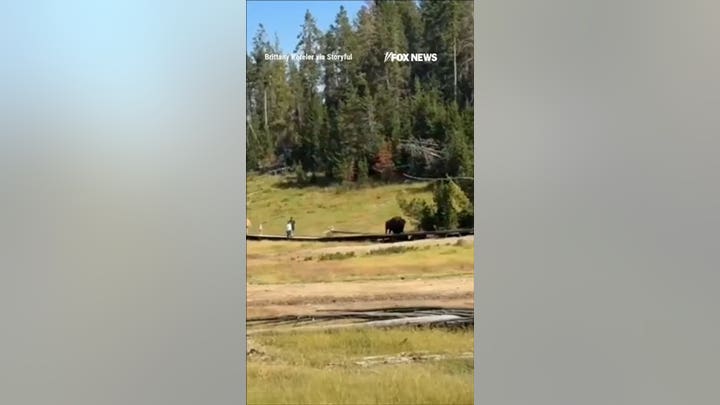 WATCH: Bison CHARGES after child in TERRIFYING encounter