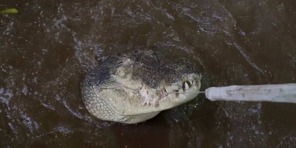 World's largest crocodile in captivity could be 120 years old | Fox