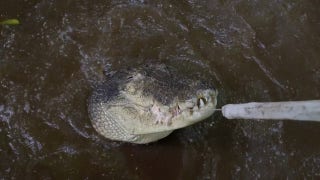 World's largest crocodile in captivity could be 120 years old - Fox News