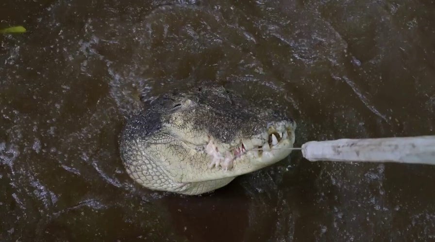 World's largest crocodile in captivity could be 120 years old