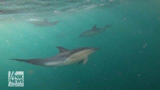 Fishermen spot perhaps 500 dolphins off the coast of England in shocking video - Fox News