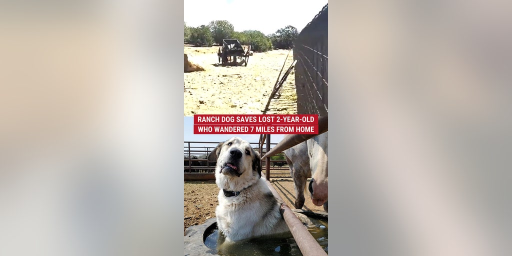 Ranch dog saves lost 2-year-old who wandered 7 miles from home