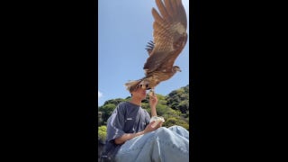Falcon steals man’s sandwich right out of his hand - Fox News