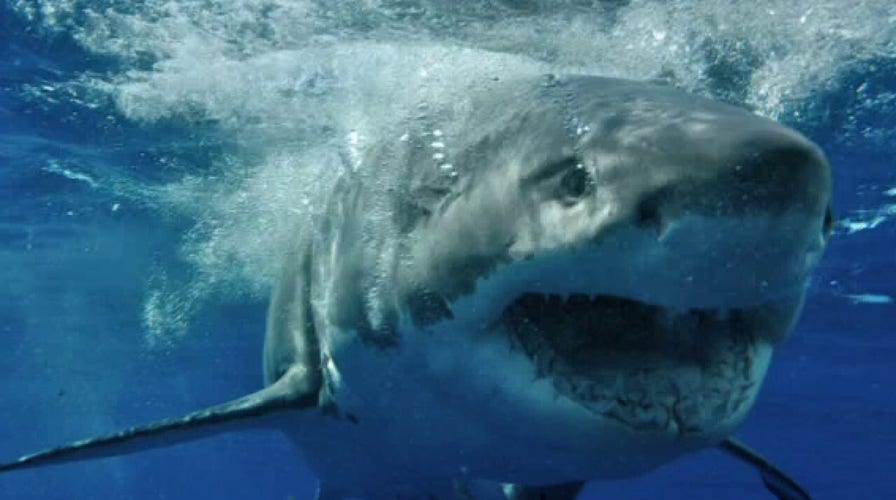Scientists say increased shark sightings suggest conservation efforts are working