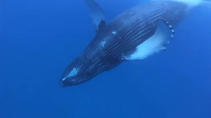 Hawaii man cited after alleged harassment of humpback whale, dolphins