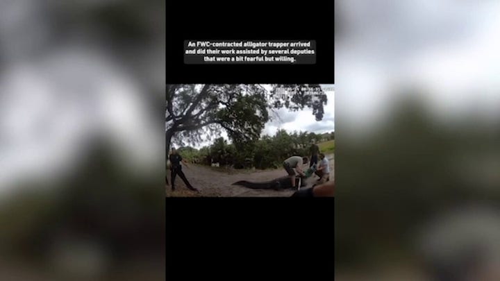Florida authorities remove massive alligator from road: 'Absolute dinosaur'