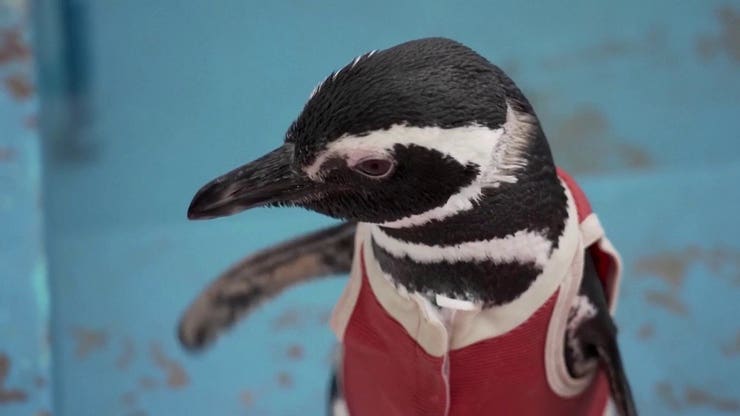 Wounded penguins get special copper suits designed to speed up their recovery