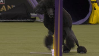 Gerard the Poodle wins 24" class at Master Agility Championship | Westminster