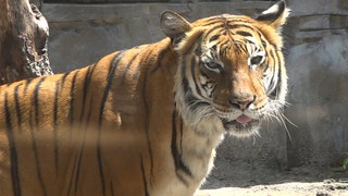 Zoos struggle with animal care costs amid coronavirus closures - Fox News