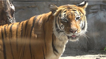 Zoos struggle with animal care costs amid coronavirus closures