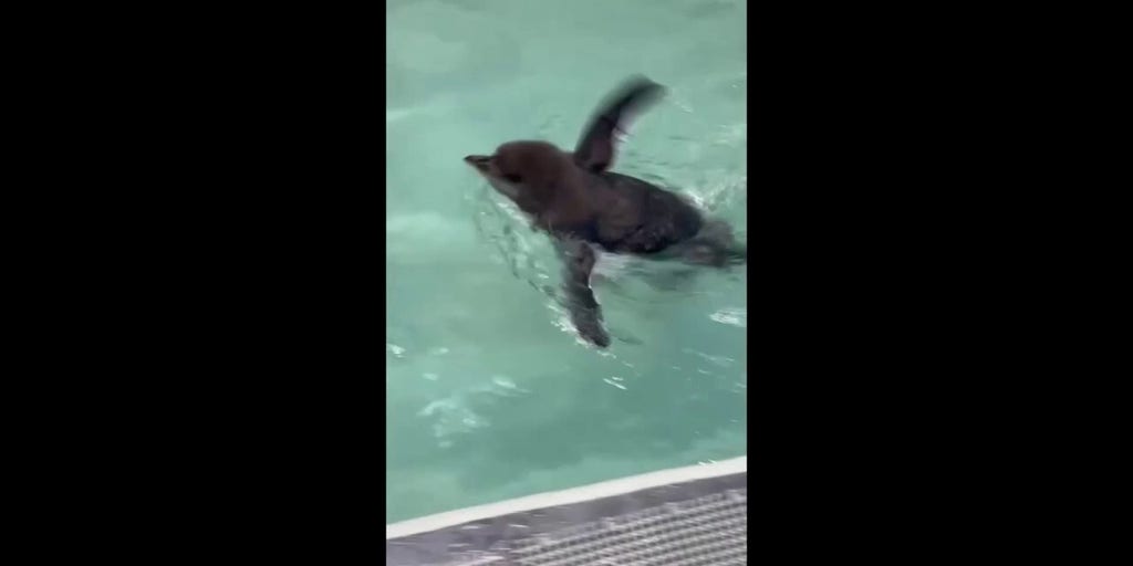 Penguin chicks practice Olympic-like dives at local zoo