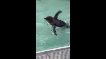 Penguin chicks practice Olympic-like dives at local zoo