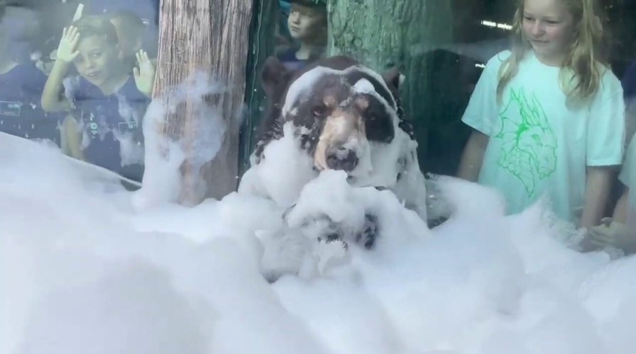 Bubble bath! Black bear makes a splash