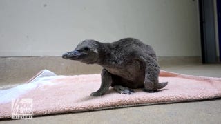 Penguin chick hatches at Brookfield Zoo in Chicago - Fox News