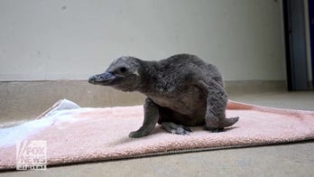 Penguin chick hatches at Brookfield Zoo in Chicago