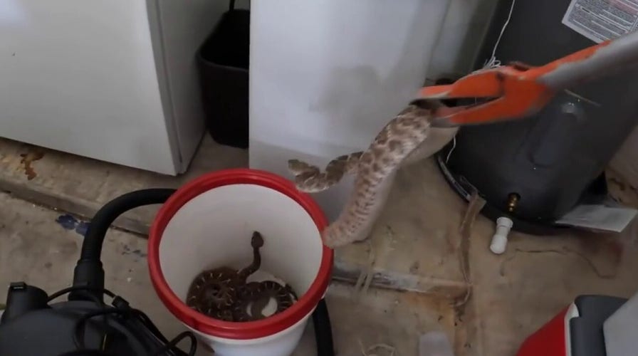 Homeowner finds snake in toilet