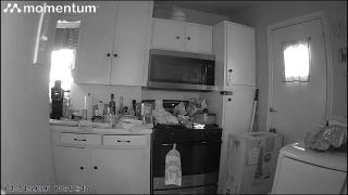 Video shows cat jump onto stovetop, turn on burner, igniting fire