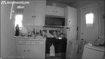 Video shows cat jump onto stovetop, turn on burner, igniting fire