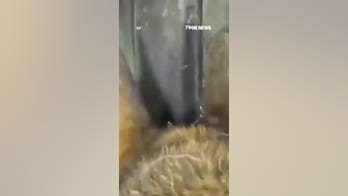 IDF canine locates stash of rockets in underground Gaza tunnel