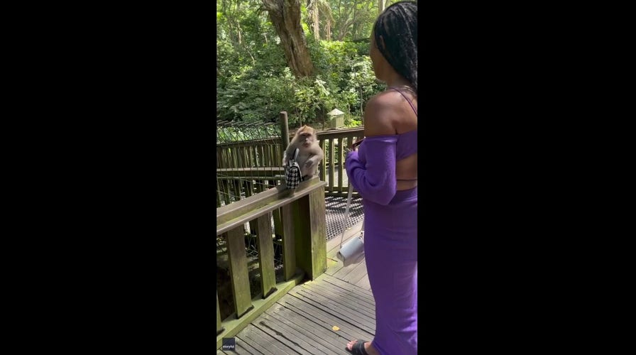 Monkey steals women’s purse as she takes a selfie