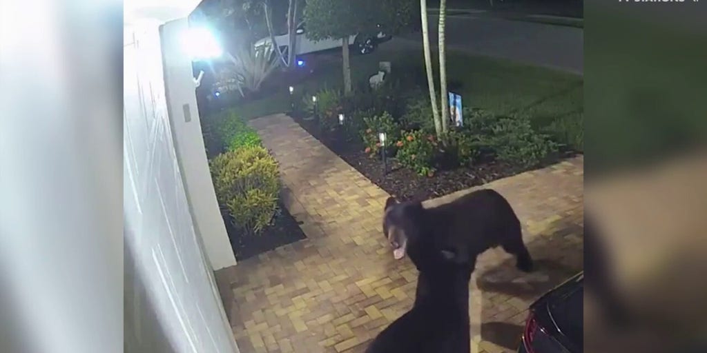 Dancing Bears Caught On Camera In Florida Driveway Fox News Video