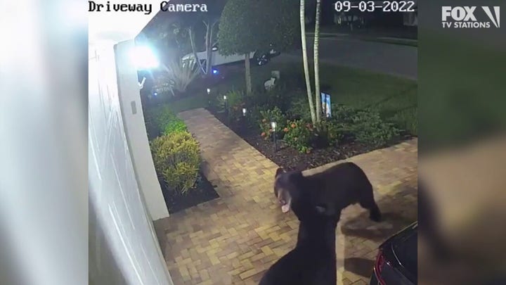 'Dancing' bears caught on camera in Florida driveway