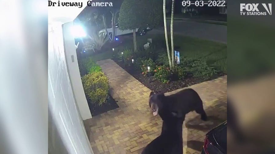 'Dancing' bears caught on camera in Florida driveway