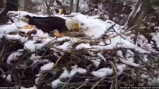 Bald eagle nest knocked out: Watch strong winds wipe out birds' home - Fox News