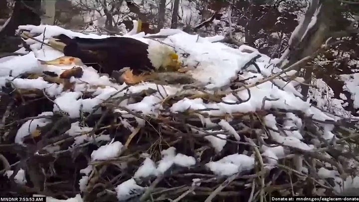 Bald eagle nest knocked out: Watch strong winds wipe out birds' home