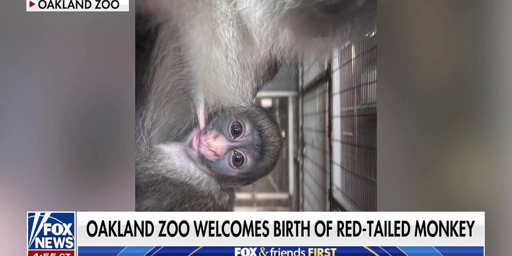 Oakland Zoo celebrates 'milestone' birth of rare red-tailed Guenon monkey