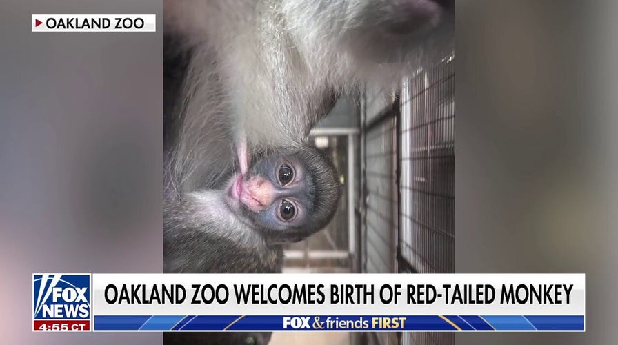 Oakland Zoo celebrates 'milestone' commencement of uncommon red-tailed Guenon monkey