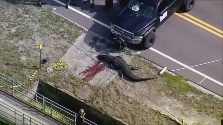 Florida officials kill 13-foot alligator after it was seen carrying human remains