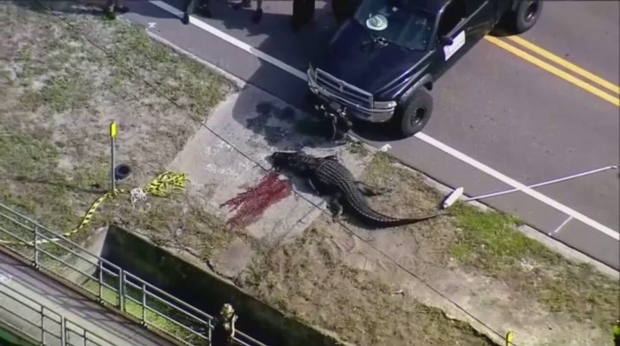 Florida officials kill 13-foot alligator after it was seen carrying human remains