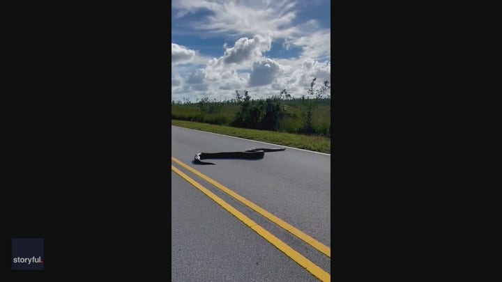 Massive Burmese python slithers across road in Florida Everglades