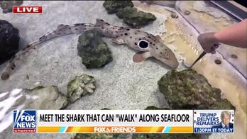 Meet the astounding shark that can walk along the sea floor