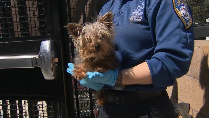 Pet Adoptions Fostering Spike Amid Coronavirus Restrictions Fox