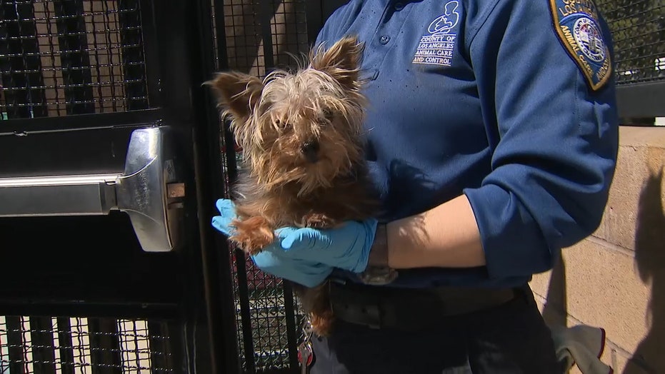 fox news spike service dog