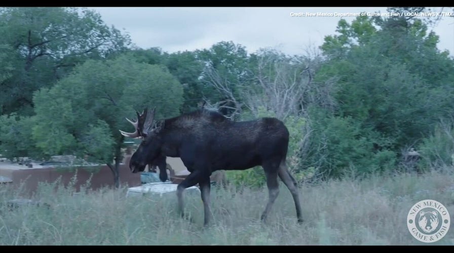 Moose on the loose! Watch as a moose is chased down by law enforcement