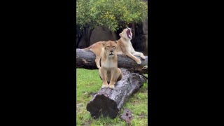 Beautiful lions enjoy rainfall on gloomy zoo day - Fox News