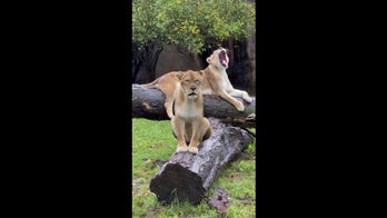 Beautiful lions enjoy rainfall on gloomy zoo day