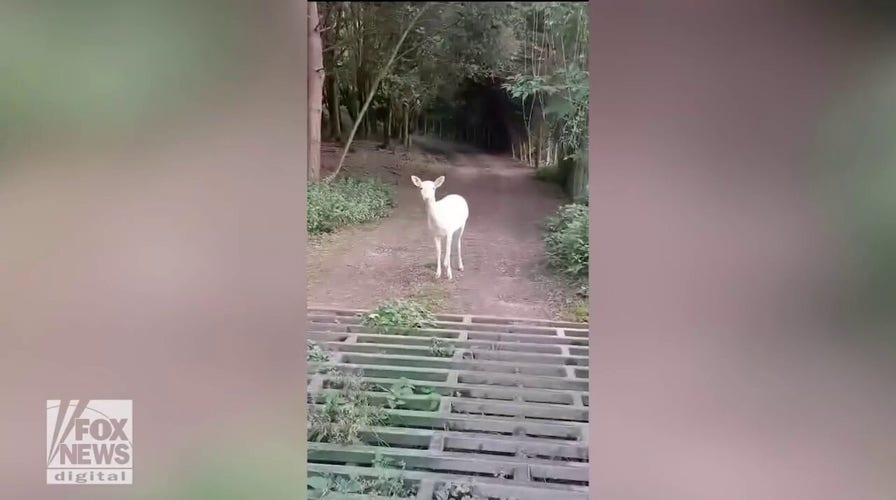 Rare white deer spotted on recent father-daughter fishing trip