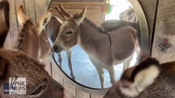 ‘Diva’ donkeys can’t resist themselves in mirror on the wall