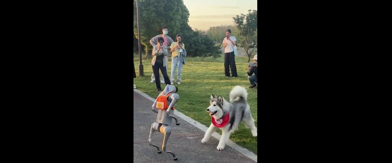 Husky refuses to let robot dog escape in hilarious park showdown - Fox News