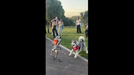 Husky chases robot dog through park and refuses to let mechanical rival escape